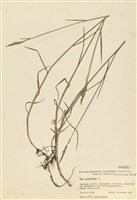 藏品(扁桿早熟禾)的圖片